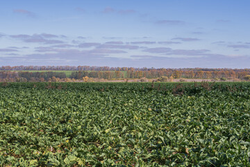 Agricultural sugar beet field with green plants and distant tree shelterbelts between farmlands. Peaceful countryside landscape under soft blue cloudy sky, symbolizing organic farming and nature.