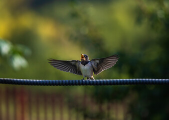 Bird hungry baby barn swallow sits on a wire and flaps its wings waiting for its parents