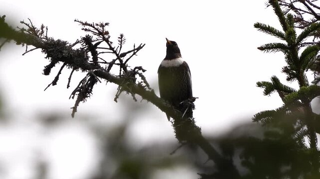 A male ring ouzel (Turdus torquatus) singing in the top of a tree in spring