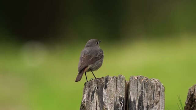 A female black redstart (Phoenicurus ochruros) sitting on a tree stump in spring