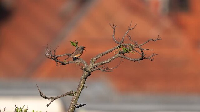 A male common redstart (Phoenicurus phoenicurus) singing in the top of a tree in the centre of a city