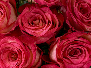 Background of pink roses. Close-up. Valentine's Day.