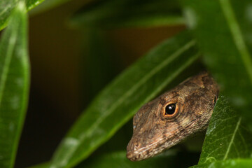 Close-Up Macro of Anolis Lizard Head