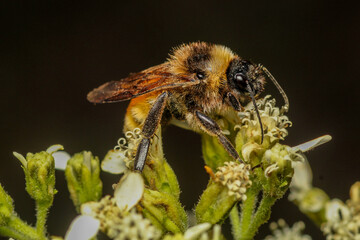 Close-Up Macro of American Bumblebee