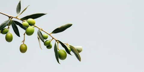 Fototapeta premium Olive branch with unripe green olives on tree