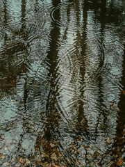 circular ripples on the water