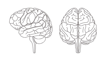 Human brain anatomy. Front and side views. Outline illustration.