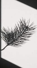 Minimalist shadow of a pine branch cast on a textured white wall by natural sunlight. A serene, Japandi-style aesthetic background perfect for winter, Christmas, or a product mockup overlay.