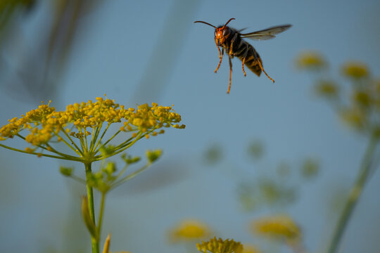 avispa en vuelo en un jardin de flores amarillas