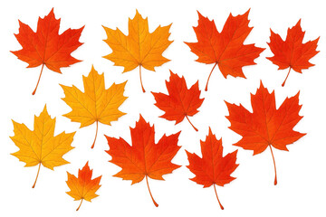 Fototapeta premium Maple leaves falling, displaying autumnal colors of red, orange, and yellow on transparent background