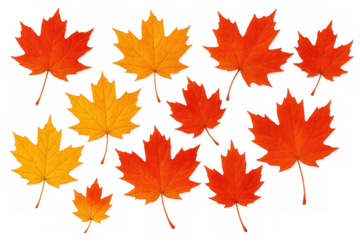 Maple leaves falling, displaying autumnal colors of red, orange, and yellow on transparent background
