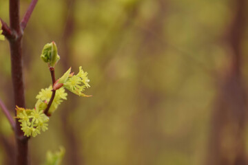 green leaves in spring