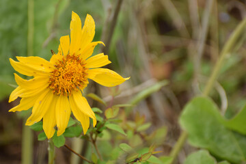 yellow sunflower in the garden