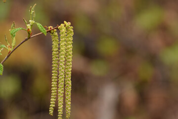 buds of a willow tree