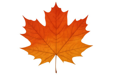 Fototapeta premium Maple leaf changing color, signaling fall season, symbolizing nature's beauty and autumnal transition with transparent background