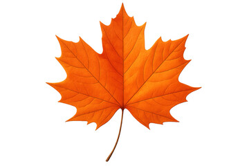 Obraz premium Maple leaf showing autumn colors with vibrant orange and red tones featuring nature's season change on transparent background