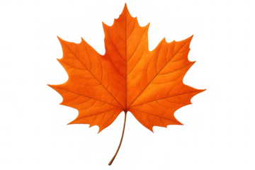 Maple leaf showing autumn colors with vibrant orange and red tones featuring nature's season change on transparent background