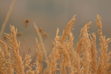 Fototapeta premium golden wheat field in summer