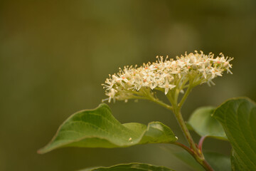 white flower on green background