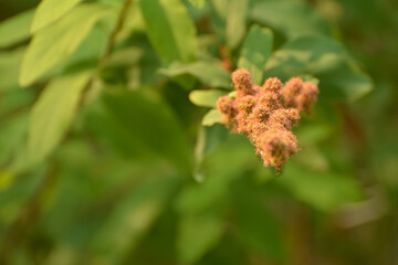 close up of a flower