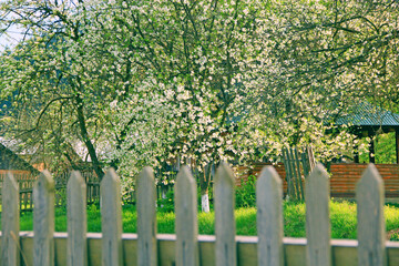 Fence and blossoming cherry tree. Blooming garden near house. Blooming garden