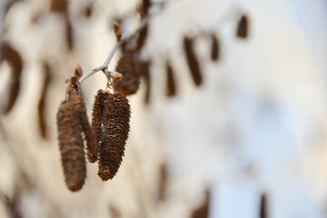 close up of a branch of a tree
