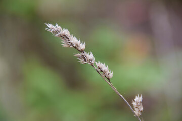 close up of a flower