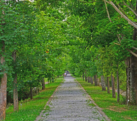 Ataturk Arboretum, located in Istanbul, Turkey, is a natural museum with many lice and trees.