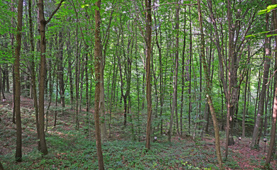 Ataturk Arboretum, located in Istanbul, Turkey, is a natural museum with many lice and trees.