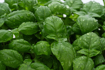 Young basil with drops of water on a white background