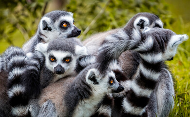 Obraz premium Group of ring tailed lemurs with striking orange eys huddled together with young