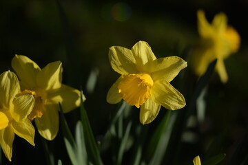 Fototapeta premium Daffodils yellow flowers on bokeh garden background, daffodils closeup, spring garden image, selective focus.