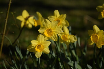 Daffodils yellow flowers on bokeh garden background, daffodils closeup, spring garden image, selective focus.