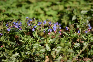 Pulmonaria saccharata blooming, spring blue flowers background. 