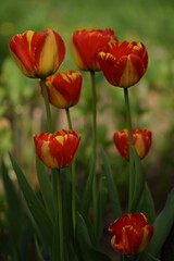 Obraz premium Yellow-red tulips in spring garden on bokeh green background, spring garden flowers.