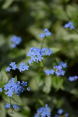 Siberian bugloss, brunnera blue flowers blooming closeup of spring flowers, blue flowers background.