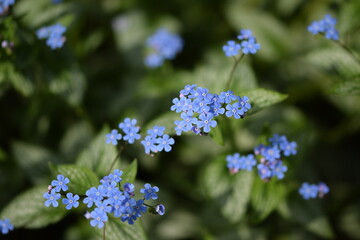 Fototapeta premium Siberian bugloss, brunnera blue flowers blooming closeup of spring flowers, blue flowers background.