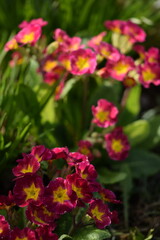 Obraz premium Primroses pink and yellow flowers on bokeh garden background. Primulas closeup. Spring floral backgrund.