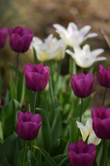 Tulips blooming in spring garden, purple and white-pink tulips flowers, selective focus, bokeh garden background.