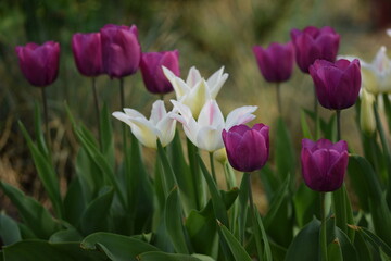 Tulips blooming in spring garden, purple and white-pink tulips flowers, selective focus, bokeh garden background.