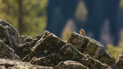 A chipmunk perches on lichen-covered rocks in a quiet Idaho forest.