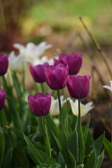 Tulips blooming in spring garden, purple and white-pink tulips flowers, selective focus, bokeh garden background.