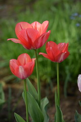 Fototapeta premium Red tulips on bokeh spring garden background, tulips background, selective focus, blurred background.