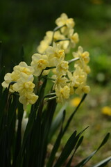 Obraz premium Daffodils yellow flowers on bokeh garden background, blooming narcissus in spring garden, selective focus, vertical bokeh garden background.