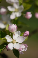 Blooming apple tree flowers and pink buds, apple blossoms on tree branch closeup, bokeh background, selective focus.