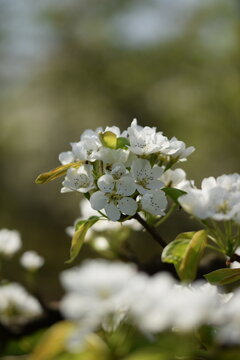 Pear white flowers closeup, blooming pear tree, pear blossoms background, selective focus, bokeh background.