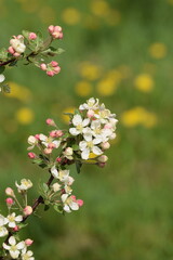 Blooming apple tree, apple flowers and buds closeup on bokeh orchard background, apple Evereste inbloom, crab apple blooming.
