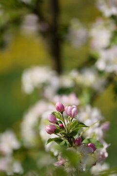 Blooming apple tree flowers and pink buds, apple blossoms on tree branch closeup, bokeh background, selective focus.