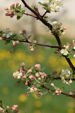Blooming apple tree, apple flowers and buds closeup on bokeh orchard background, apple Evereste inbloom, crab apple blooming.