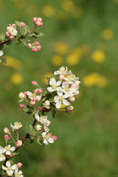 Blooming apple tree, apple flowers and buds closeup on bokeh orchard background, apple Evereste inbloom, crab apple blooming.